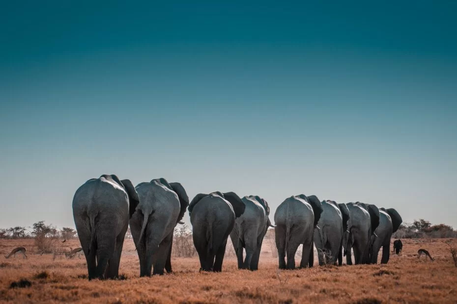 Elephants have a special word for humans