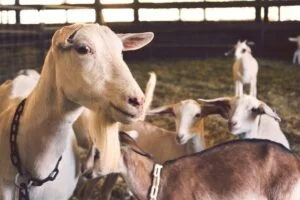 Czech scientist looking for a way how to make goat milk less stinky